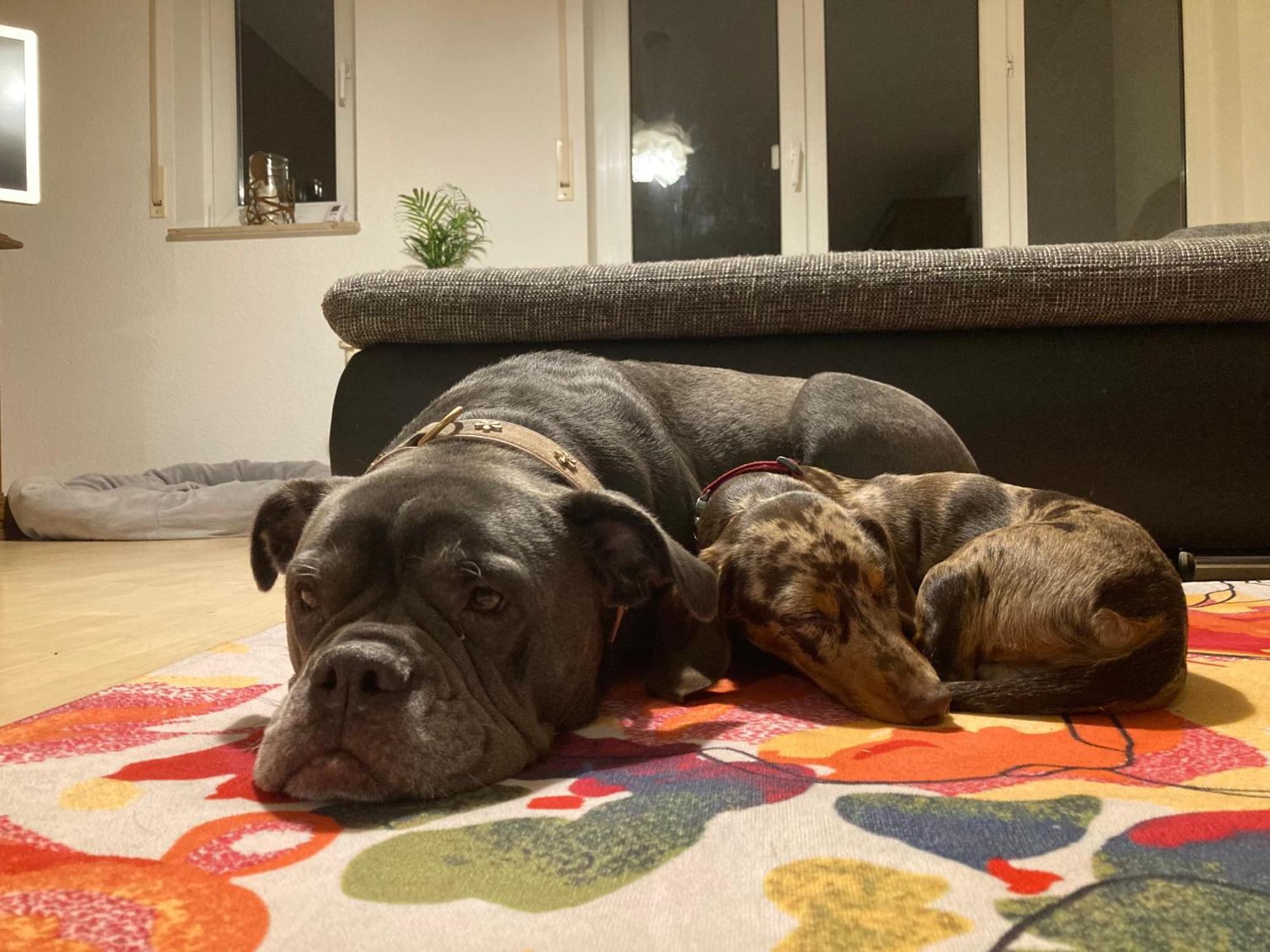 3 Zi Wohnung Haustiere Willkommen Im Markgraeflerland Dreilaendereck 施林根 外观 照片